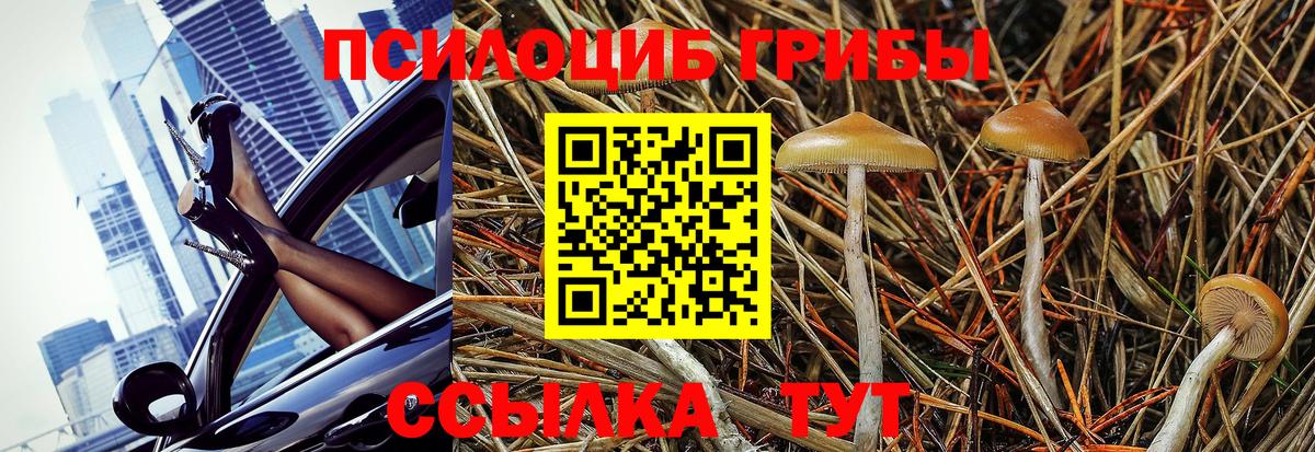 Галлюциногенные грибы Psilocybe Лянтор